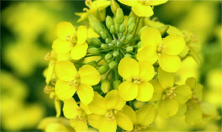 IĻ